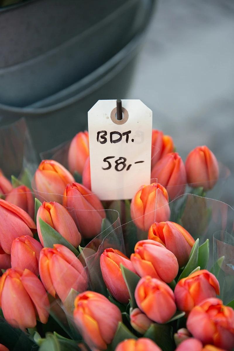 Tulipaner i bundt til 58 kroner